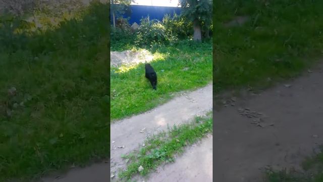 Ризеншнауцер Риччи. Флажки1 смотреть онлайн