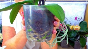 ЗАКОН ДЛЯ ЖИЗНИ орхидеи - "НЕ НАВРЕДИ" // Разоблачение тайны гнилых корней.  Почему ПАНИКА ?