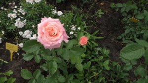 Розы чайно-гибридные в моём саду ,16  красивых сортов роз / сезон  2020