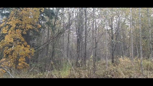 Осень.avi