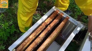 13 июня 2022. Однорамочные отводки (облетники). Отбираем плодных маток. Пчеловодство