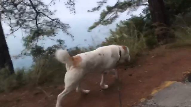 Бугай Алабай Янбай. В поисках контробанды. смотреть онлайн