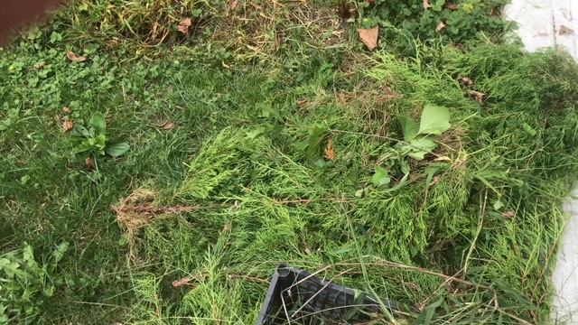 773. Стрижка можевельника низкорослого и казацкого осенью. смотреть онлайн