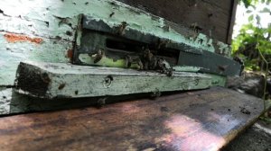 Пасека в тайге