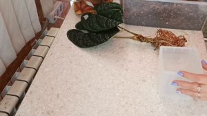 ? Антуриум Люксурианс ? из далекого Эвадора! Распаковка посылки, посадка Anthurium Luxurians .