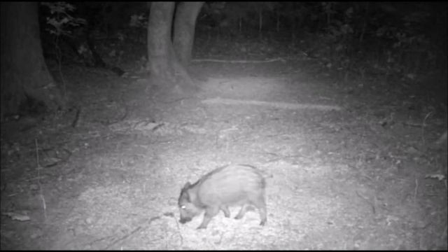 Пропал кабаненок Осталось двое смотреть онлайн