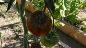 Сорт- "ПОЛЬ РОБСОН". Томаты от Фёдора.