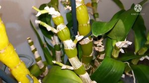 Мои дендробиумы и их размножение.