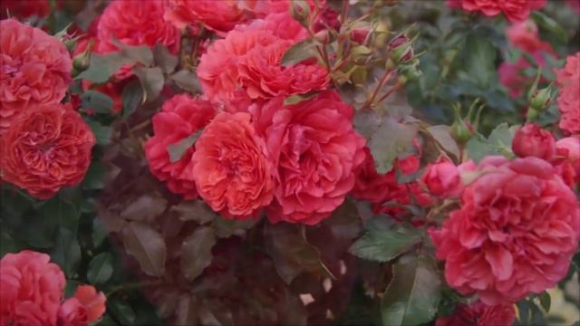 Róża 'Uetersens Rosenkönigin'® смотреть онлайн