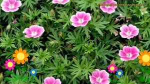 Герань кроваво-красная Елки. Краткий обзор, описание характеристик geranium sanquineum Elke