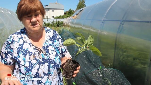 ПОЧЕМУ СТОИТ ПОСАДИТЬ БАКЛАЖАНЫ ИМЕННО ЭТИМ СПОСОБОМ. ПОСАДКА ПОД СЕТКУ.