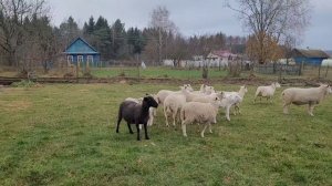 Горе-не беда. Прекрасное исполнение