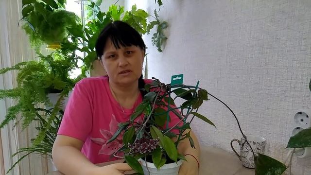 Мои комнатные растения  //  Мои цветочки