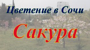 Цветение в Сочи. Сакура.