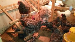 Мехеленская кукушка (просто утро в курятнике.....)