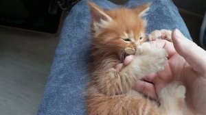 Мейн кун полидакт  Робин, 26 пальцев  🌞🌞🌞