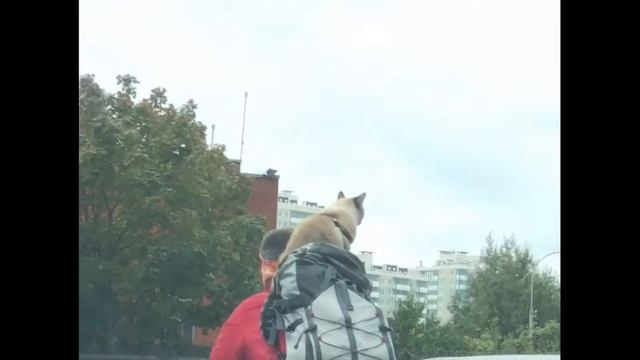 Кот улетел? Концовка жесть... смотреть онлайн