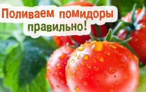 Как поливать помидоры.