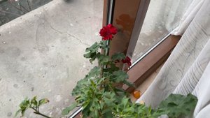 Начало февраля. Что цветет на подоконнике? Обзор комнатных растений.