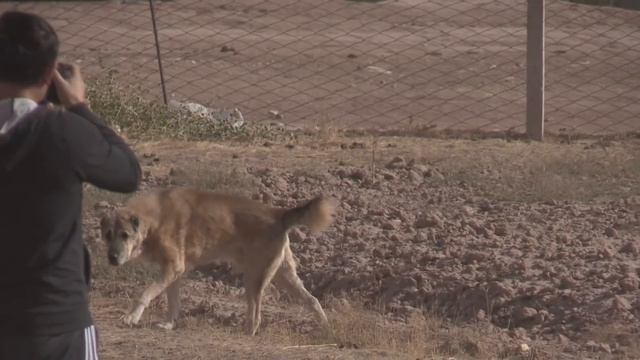 Аборигенные САО Таджикистана Саги Дахмарда из Сафедчашмы,таджикская порода овец Гиссары смотреть онлайн