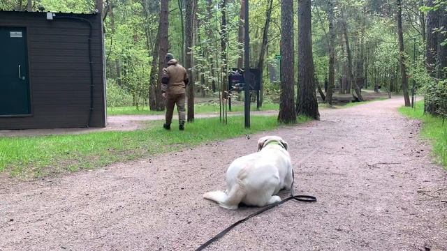Выездные занятия с лабрадором в парке смотреть онлайн