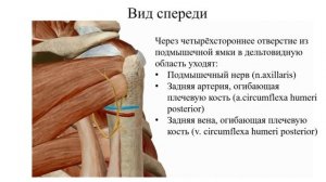 Топография верхней конечности