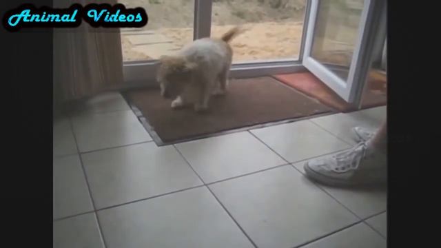 Приколы с животными №78 Собака вытирает лапы Смешные животные Animal videos смотреть онлайн