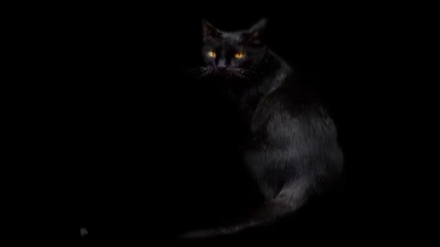 Черная кошка в темной комнате