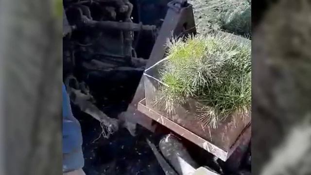 Посадка сосны крымской в Предгорном районе