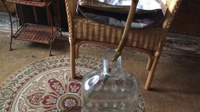 Веточка тополя на моем окне смотреть онлайн