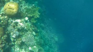 Коралловый риф рядом Alexis Cliff Dive Resort, Panglao Bohol Филиппины