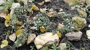 АСТРА ПОЧВОПОКРОВНАЯ ВЕРЕСКОВИДНАЯ.НАБЛЮДАЕМ ЦВЕТЕНИЕ НА ПЕРВЫЙ ГОД.