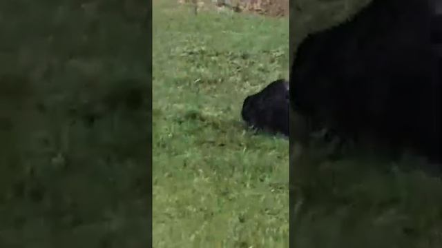 Огромный бобер ест смотреть онлайн