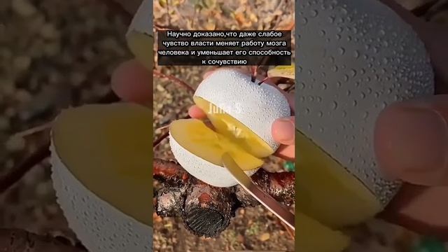 Что стало с этими собаками? смотреть онлайн