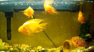 Рыбка попугай в аквариуме. Кормление