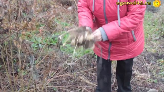 Целебный топинамбур. Чем полезен? Выращивание на даче. смотреть онлайн