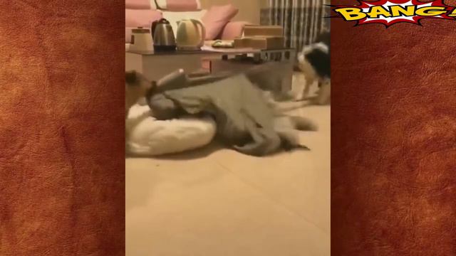 Собаки тоже бывают мимимишными и как кошки терпят попугаев смотреть онлайн