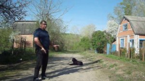 лабрадор 5мес дрессировка нкд