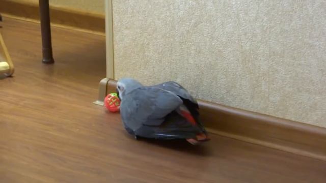 Попугай жако Филя смотреть онлайн