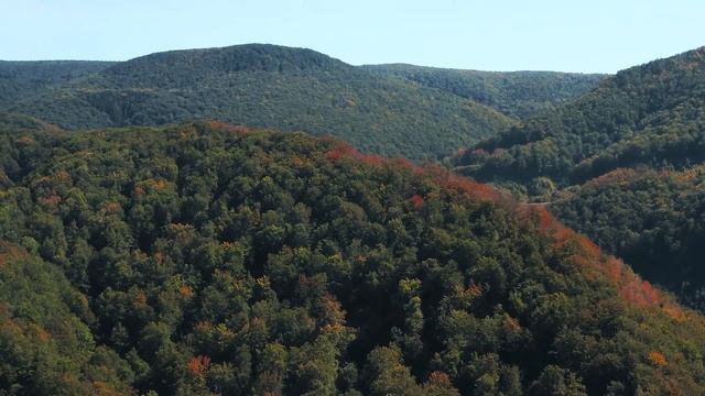 Беременная волчица пришла к дому лесника, её потомству грозила гибель! смотреть онлайн