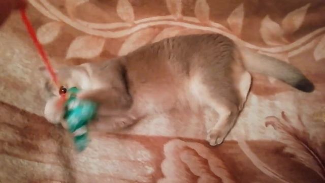 Наш котик Феликс - любимец всей семьи.Британская порода.котбританец