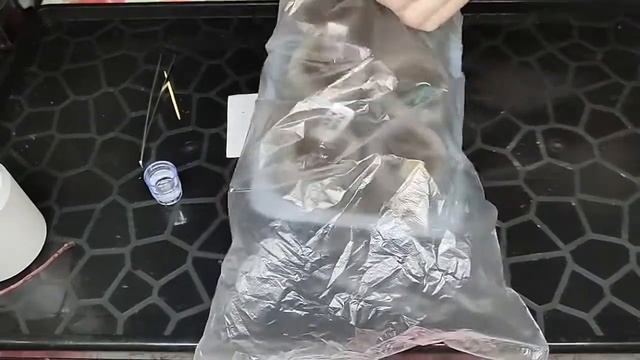 Корсиканская мята. Выращиваем из семян.