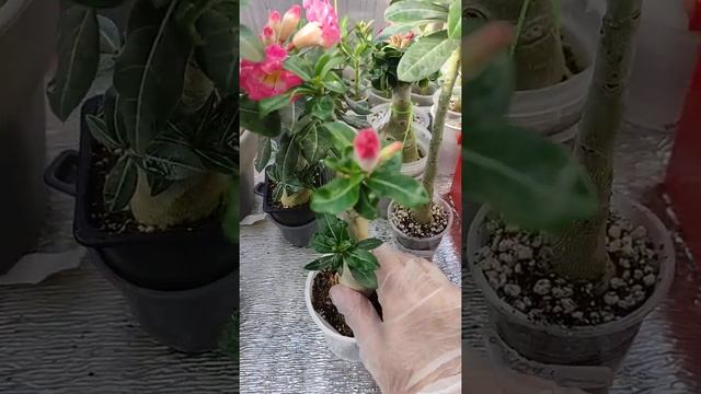 секреты адениумовода смотреть онлайн