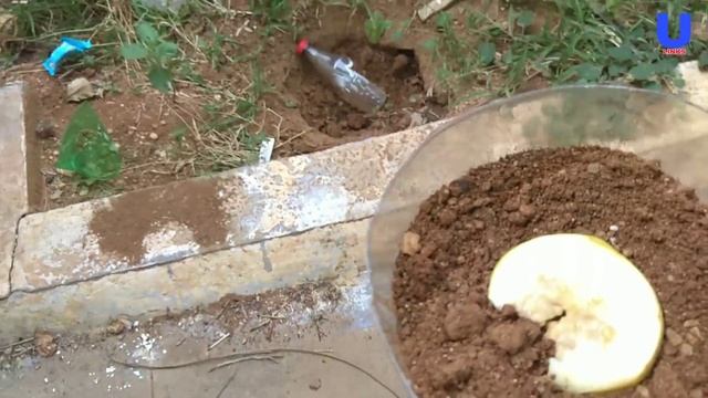 How to grow guava tree faster смотреть онлайн