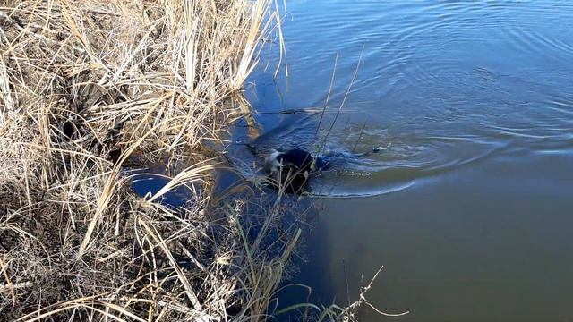 охота с ягдтерьером на утку. #ягдтерьер#утка#охота# смотреть онлайн