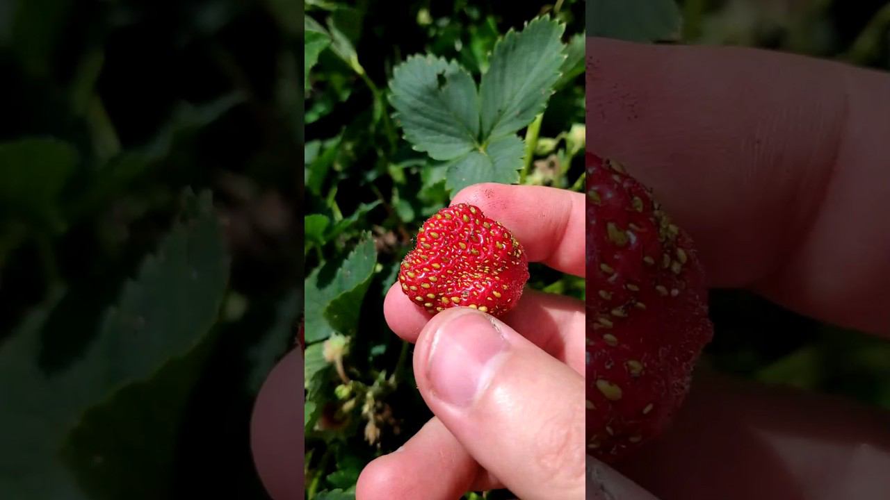 СОЗРЕЛА ДОМАШНЯЯ КЛУБНИЧКА #шортс #жизньвдеревне
