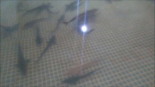 ПРОТОЧНАЯ ВОДА ИЛИ УЗВ ДЛЯ ОСЕТРА смотреть онлайн