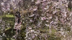 Shibazakura (Moss phlox) at Hitsujiyama Park /Spring flower 2021