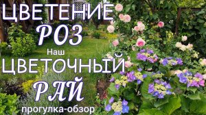 Цветение РОЗ в нашем САДУ. Сорта , подкормки , обработки .Прогулка - обзор ПРЕКРАСНОГО САДА .