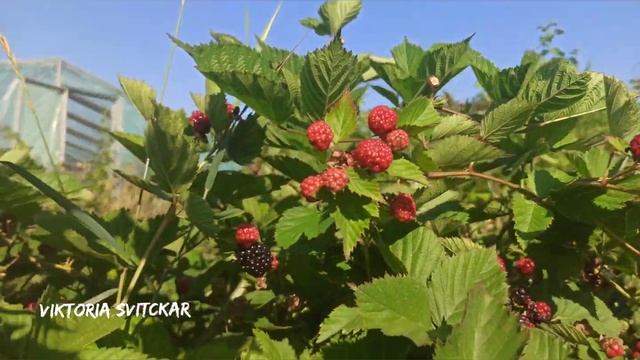Ежевичка смотреть онлайн